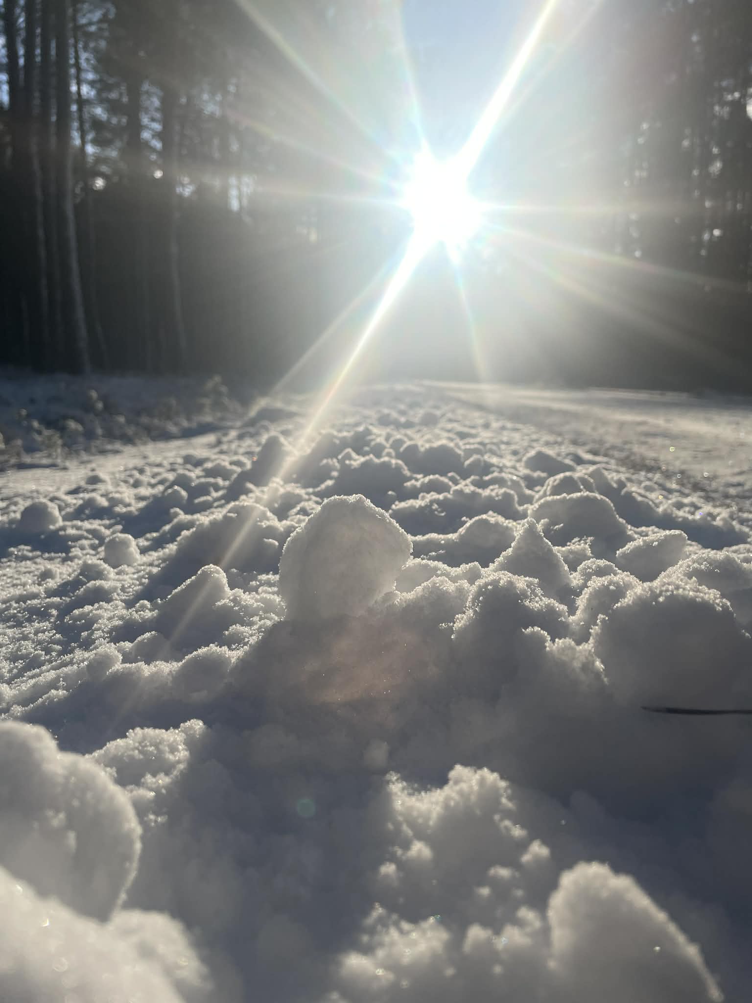 Herbatka ZIMA Skarbów Starorzecza otulająca z krwawnikiem - obrazek 3